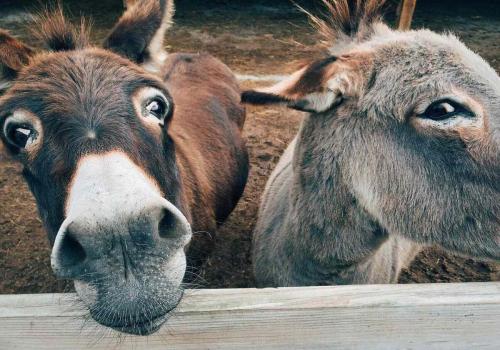 donkeys