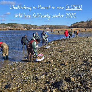 Shellfishing in Pamet is now CLOSED until late fall/early winter 2025.